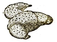 Kossuth-kifli 