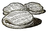 Vajastáskák 